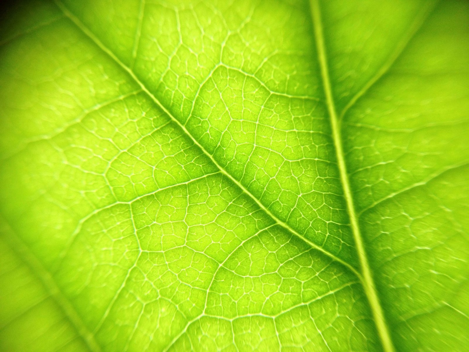 green leaves